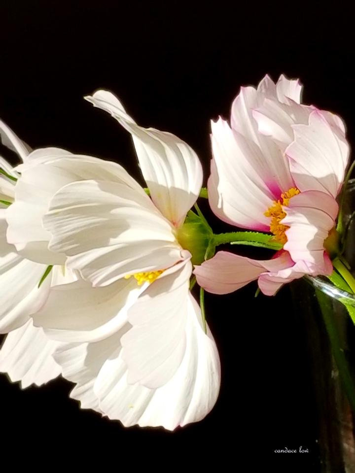 Photo of flower
